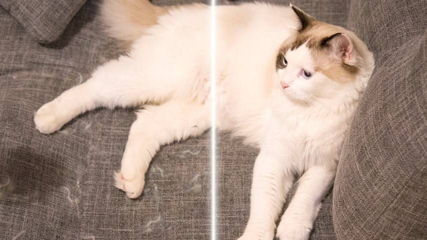 Usuwanie zaschniętego moczu kota z dywanu lub wykładziny