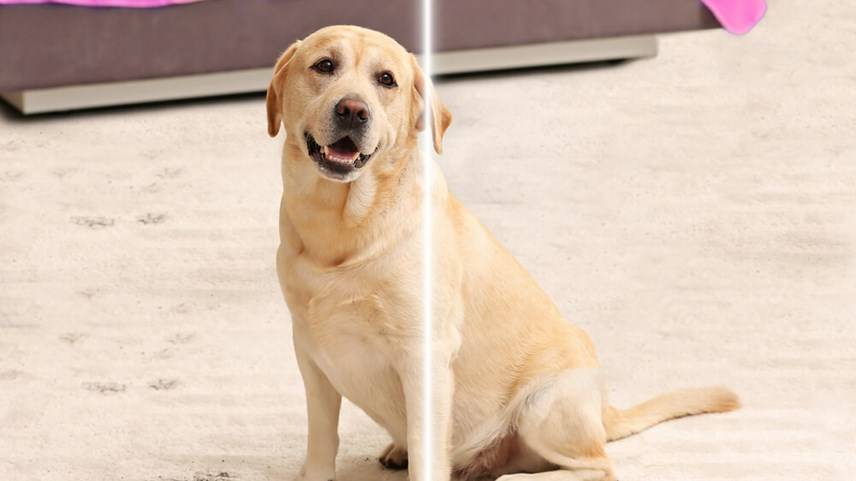 Usuwanie zaschniętego psiego moczu z dywanu lub wykładziny